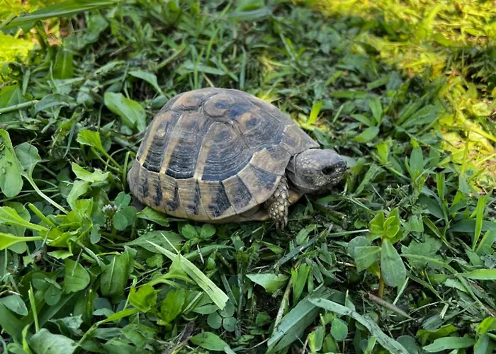 别墅 Chateau Sukaj *