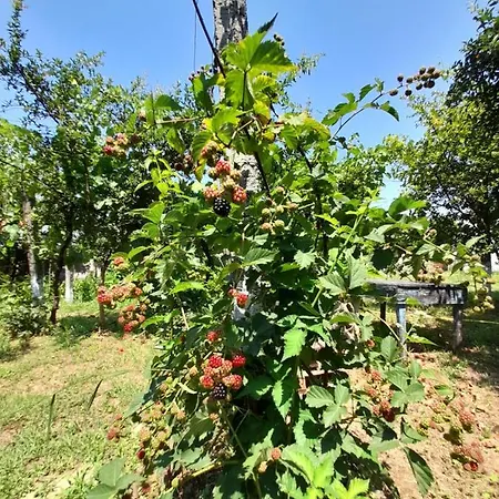 Chateau Sukaj Vila Ljaknasi