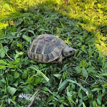 Vila Chateau Sukaj *